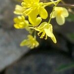 Biscutella brevicaulis Fleur