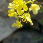 Biscutella brevicaulis Flower