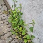 Urtica dioica Habit