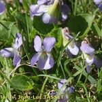 Viola pyrenaica Plante entière