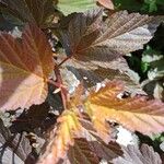 Physocarpus opulifolius Blad