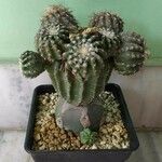 Discocactus horstii Leaf