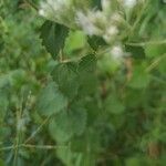 Eupatorium rotundifolium Leaf