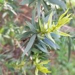 Eremophila laanii Feuille