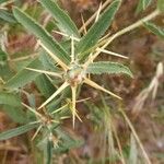 Centaurea hyalolepis Blatt