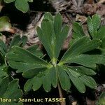 Alchemilla pentaphyllea Blad