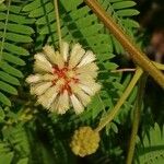 Desmanthus virgatus Virág