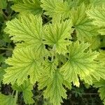 Pelargonium citronellum Blad