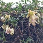 Clematis cirrhosa फूल