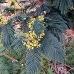 Acacia decurrens Leaf