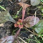 Salvia lyrata Leaf