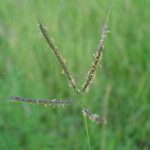 Dichanthium annulatum Fruit