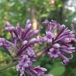 Syringa josikaea Levél