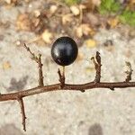 Prunus spinosa Fruit