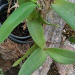 Cattleya gaskelliana Yaprak