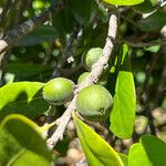 Planchonella cinerea Fruit