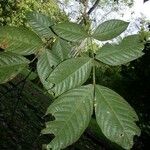 Inga sapindoides Hoja