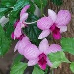 Dendrobium bigibbum Flower