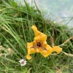 Cypella herbertii Hoja