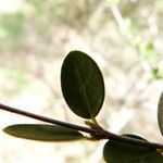 Fernelia buxifolia Feuille