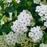 Spiraea × vanhouttei Flor