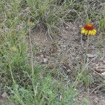 Gaillardia pinnatifida Habit