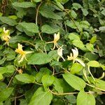 Lonicera japonicaЦвят