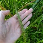 Elymus canadensis Leaf