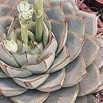 Echeveria derenbergii Habitat