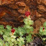 Rhodiola integrifolia Habitus