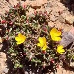 Portulaca perennis Агульны выгляд