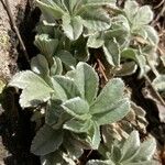 Potentilla valderia Leaf