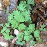 Corydalis intermedia Листок