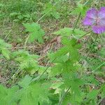 Geranium phaeum পাতা