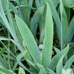 Iris albicans Levél