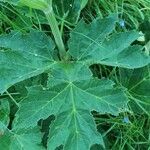 Heracleum sphondyliumLeaf