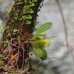 Bulbophyllum atrorubens Hábitos