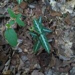 Chimaphila maculata Leht