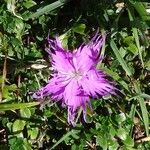 Dianthus gallicus Autre