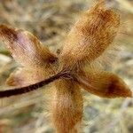 Distimake aegyptius फल