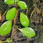 Ludwigia grandiflora Lehti