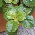 Plectranthus parviflorus Blad