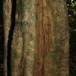 Aspidosperma excelsum Bark