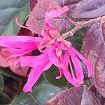 Loropetalum chinense Flower