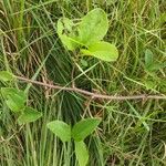 Smilax herbacea പുറംതൊലി