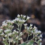 Gymnanthemum amygdalinum Blüte