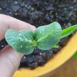 Cucurbita moschata 葉