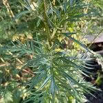 Artemisia vulgaris Hostoa
