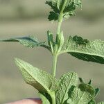 Salvia virgata Blatt