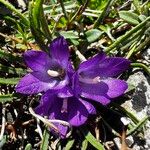 Edraianthus tenuifoliusBlomst